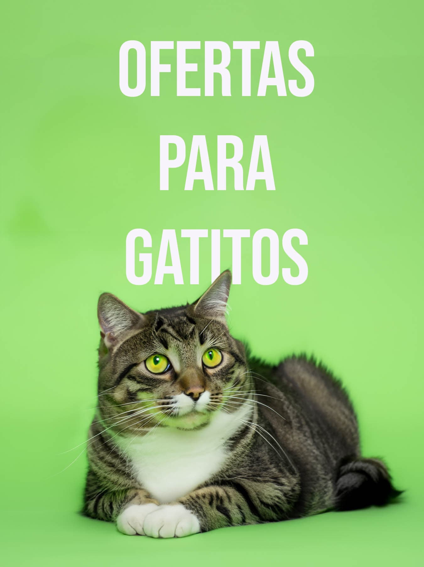 Ofertas para gatos