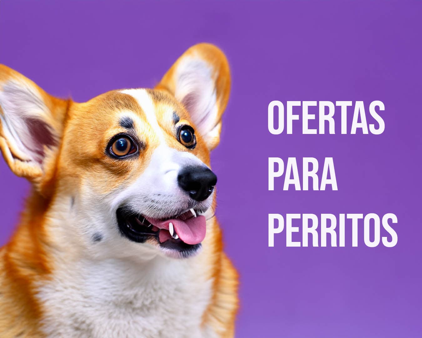 Ofertas para perros